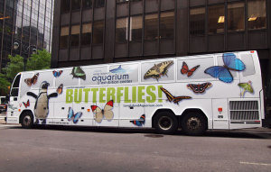 ¿Cuánto tiempo dura el anuncio gráfico para el automóvil de mi empresa?